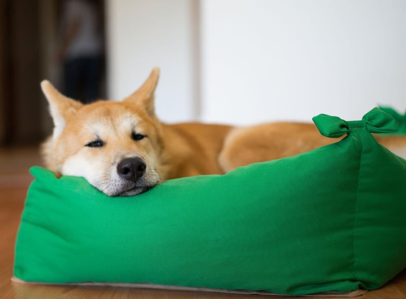 There are two distinct varieties of Akita, namely the Akita Inu (or Japanaese Akita) and the American Akita (or simply Akita). There is some debate as to whether they should be considered different breeds - the American Kennel Club say they aren't, while the UK Kennel Club says they are. They have broadly similar characteristics, but the American variety comes in a broader range of colours.