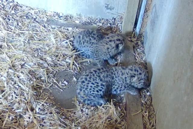 Award-winning Yorkshire Wildlife Park has welcomed two adorable Amur Leopard cubs.