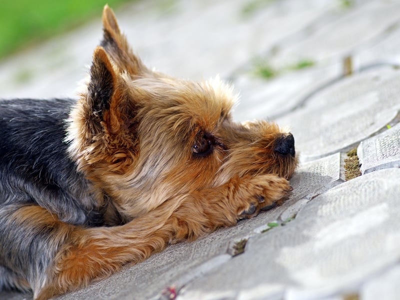 It may come from the less-than-warm north of England, but the long coat of the Yorkshire Terrier is so fine that it doesn't trap heat, making it the terrier best suited to spending long periods in the sun.