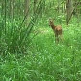 After a ploughed field was left to nature, it created a woodland where muntjac deer, roe deer, rabbits, and brown hares were all common (Picture courtesy of Richard K Broughton)
