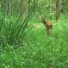 After a ploughed field was left to nature, it created a woodland where muntjac deer, roe deer, rabbits, and brown hares were all common (Picture courtesy of Richard K Broughton)