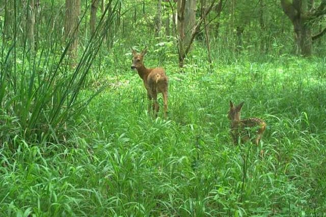 After a ploughed field was left to nature, it created a woodland where muntjac deer, roe deer, rabbits, and brown hares were all common (Picture courtesy of Richard K Broughton)