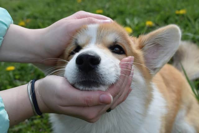 Person holding corgi/dog's face in their hands