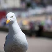 Herring gulls are watching us and learning what's good to eat (Picture: Matt Cardy/Getty Images)