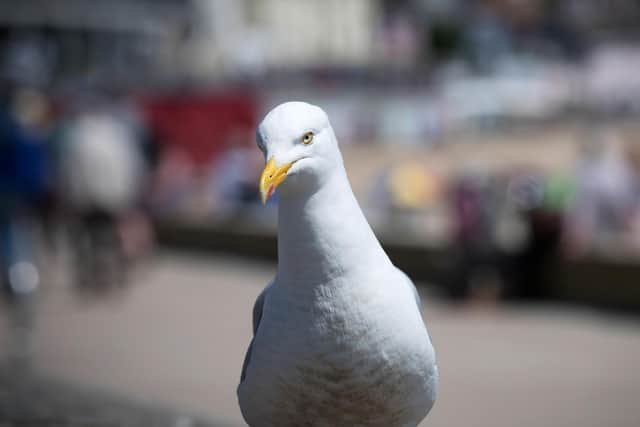 Herring gulls are watching us and learning what's good to eat (Picture: Matt Cardy/Getty Images)