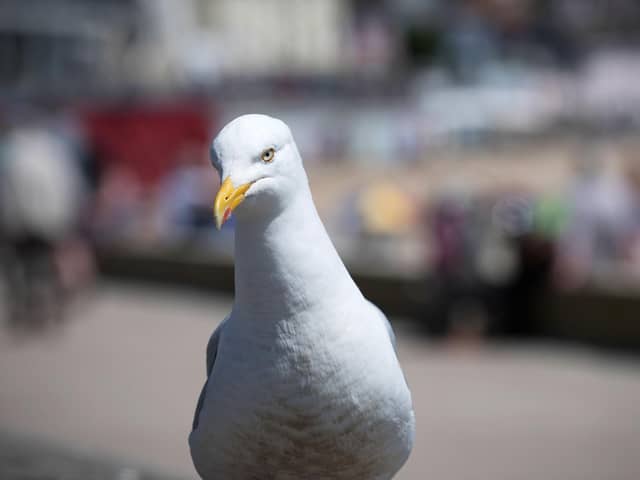 Herring gulls are watching us and learning what's good to eat (Picture: Matt Cardy/Getty Images)