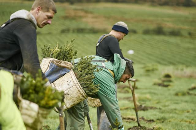 Scotland is leading the way in tree-planting across the UK -- despite challenges caused by a series of storms resulting in failure to achieve the latest annual target of 13,500 hectares, more than three quarters of planting in the year up to the end of March 2022 happened in Scotland. Picture: FLS