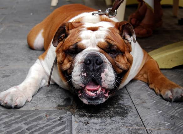 These are the dogs that are most likely to drool.