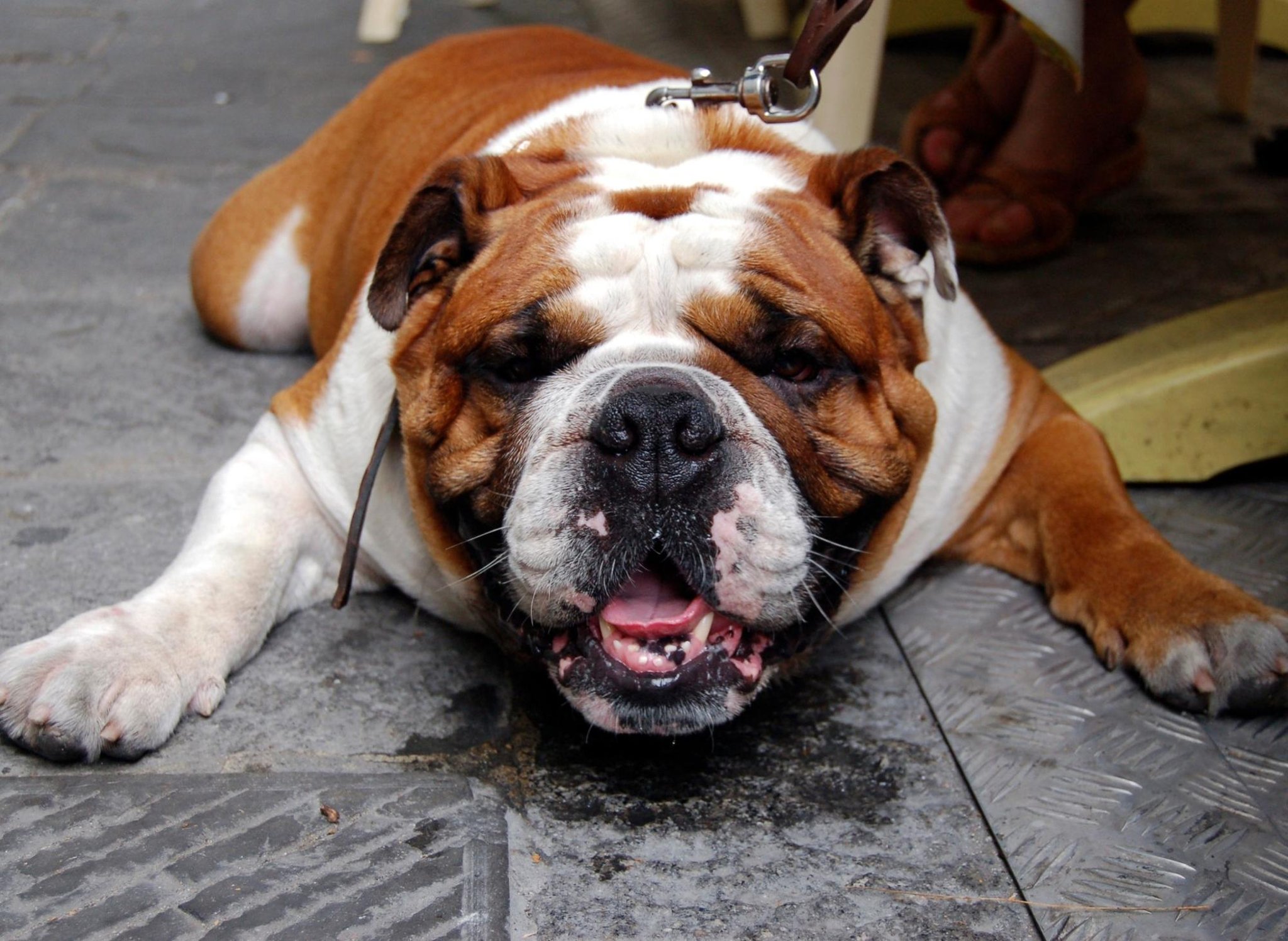 Here are the 10 breeds of adorable dog that drool the most – lovable but slobbery pups