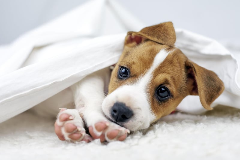 Another small dog with a long life, the Jack Russell can also live for up to 20 years, although tend to average a lifespan closer to 16 years.