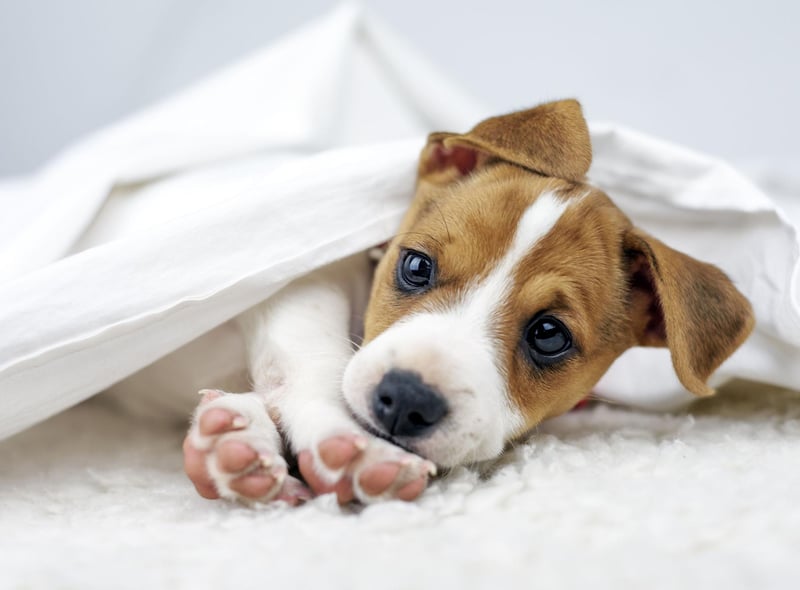 Another small dog with a long life, the Jack Russell can also live for up to 20 years, although tend to average a lifespan closer to 16 years.