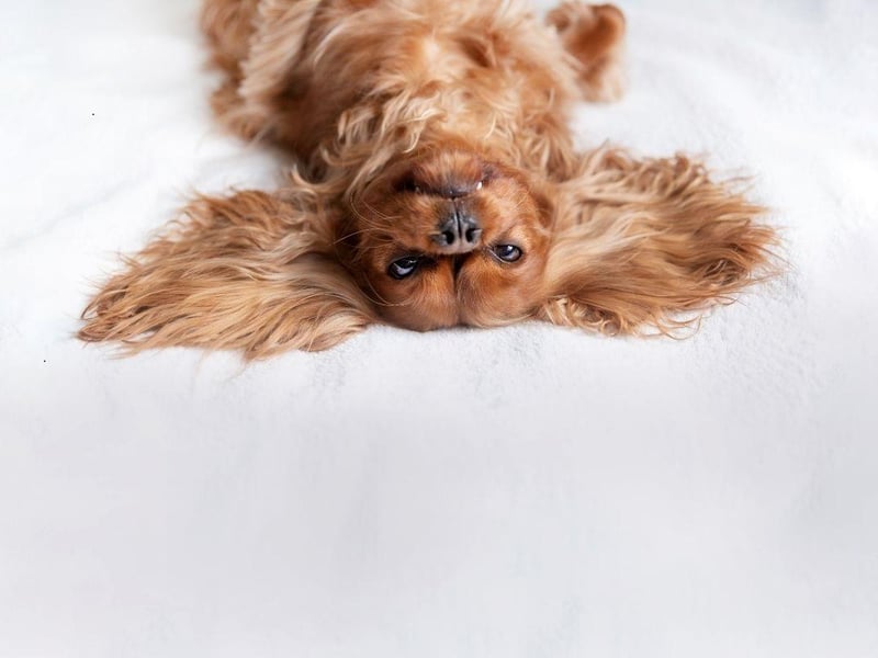 The gentle Cavalier King Charles Spaniel is known for its friendly and calming disposition. It makes them a chilled presence in any household - and suitable pets for young and old alike, happily curling up in their owners' laps for hours.