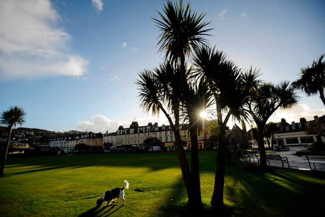 Palm trees are able to grow in Rothesay on the Isle of Bute and other parts of Scotland's west coast because of the North Atlantic Drift, an ocean current that is weakening because of climate change (Picture: Andy Buchanan/AFP via Getty Images)