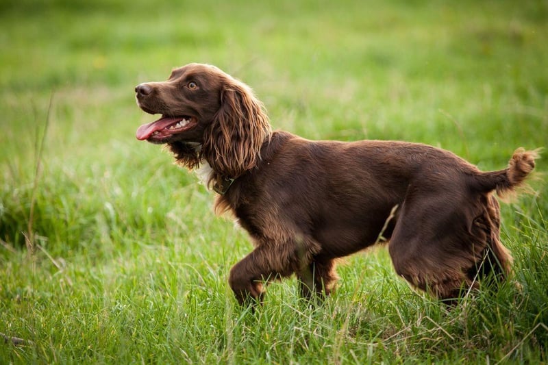 One of the rarest breeds of spaniel, the American Water Spaniel shares it's more common cousins' soft mouth. They were originally bred in the American state of Wisconsin - where they remain the state dog - and also have a curly double coat to keep them warm while retrieving prey from ice-cold winter waters.