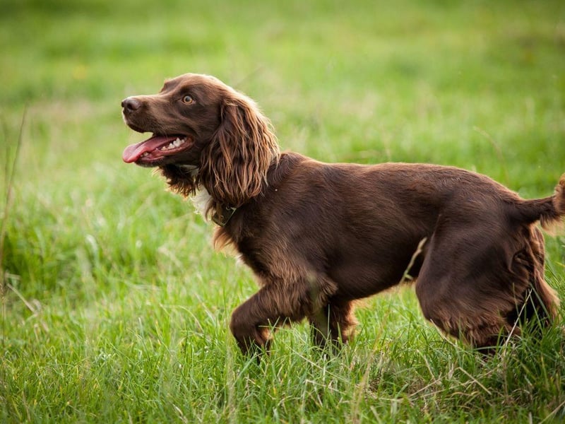 One of the rarest breeds of spaniel, the American Water Spaniel shares it's more common cousins' soft mouth. They were originally bred in the American state of Wisconsin - where they remain the state dog - and also have a curly double coat to keep them warm while retrieving prey from ice-cold winter waters.