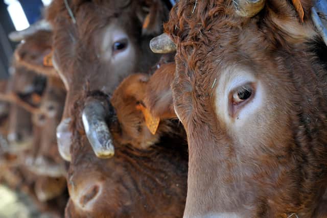 Consuming seaweed can help reduce the amount of methane produced by cattle, research has shown. Picture: Getty Images