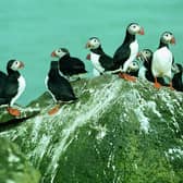 Scotland is home to globally important colonies of seabirds such as puffins, gannets and great skuas, but a highly contagious and long-lasting outbreak of deadly avian flu is wiping them out in their thousands – sparking fears over the survival chances of threatened species. Now the National Trust for Scotland has launched a campaign aimed at boosting their chances