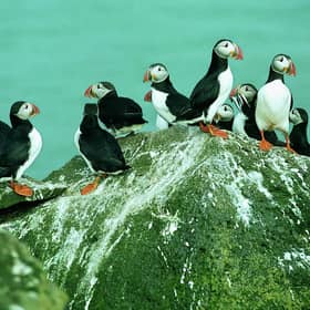 Scotland is home to globally important colonies of seabirds such as puffins, gannets and great skuas, but a highly contagious and long-lasting outbreak of deadly avian flu is wiping them out in their thousands – sparking fears over the survival chances of threatened species. Now the National Trust for Scotland has launched a campaign aimed at boosting their chances