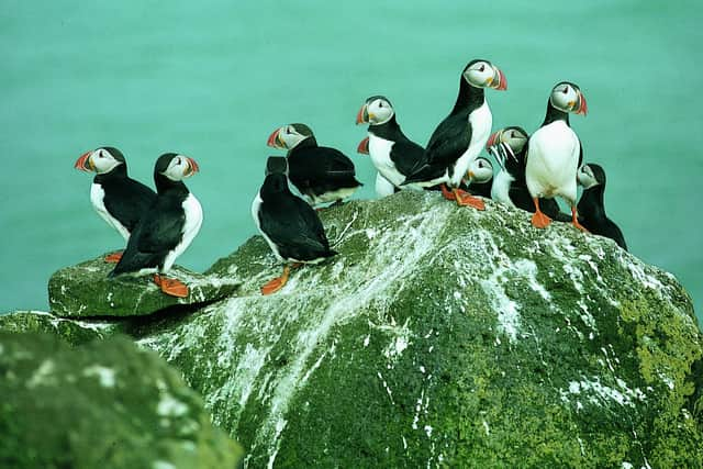 Scotland is home to globally important colonies of seabirds such as puffins, gannets and great skuas, but a highly contagious and long-lasting outbreak of deadly avian flu is wiping them out in their thousands – sparking fears over the survival chances of threatened species. Now the National Trust for Scotland has launched a campaign aimed at boosting their chances