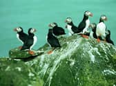 Scotland is home to globally important colonies of seabirds such as puffins, gannets and great skuas, but a highly contagious and long-lasting outbreak of deadly avian flu is wiping them out in their thousands – sparking fears over the survival chances of threatened species. Now the National Trust for Scotland has launched a campaign aimed at boosting their chances