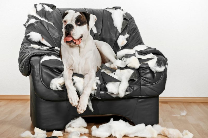 If Boxers don't get lots of exercise they'll use their remaining energy for less positive pursuits - like tearing your shoes apart. Plenty of chewy toys can help protect your things from this breed.