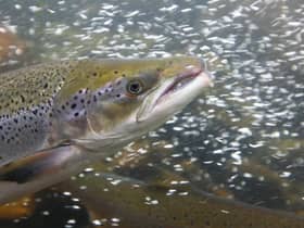 Extraction licences have been suspended to help protect salmon and other wildlife in the River Tweed as water levels drop to record lows due to a long spell of very dry weather, linked to climate change. Picture: Getty Images