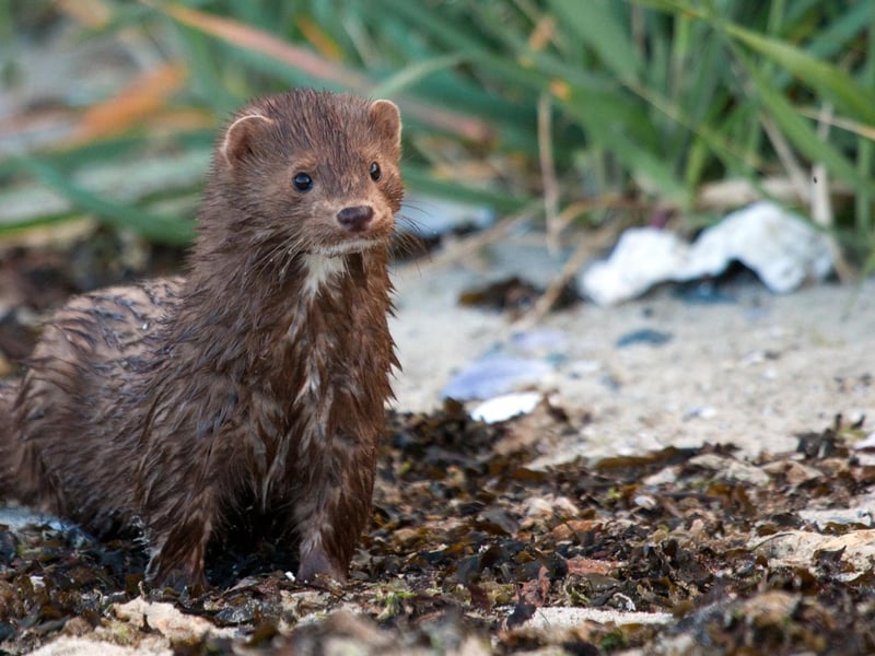 In Scotland this is used to refer to a very dirty person but usually it refers to a Stoat-like animal.