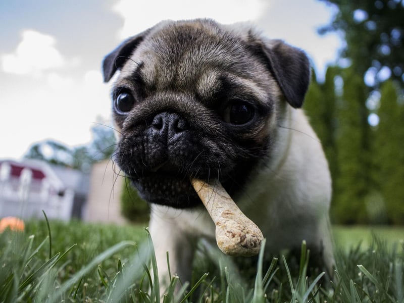 Meaning 'beautiful' in a variety of languages - including Spanish, Greek, Portuguese, Greek and Latin - Bella appears at eighth place for Pug names.