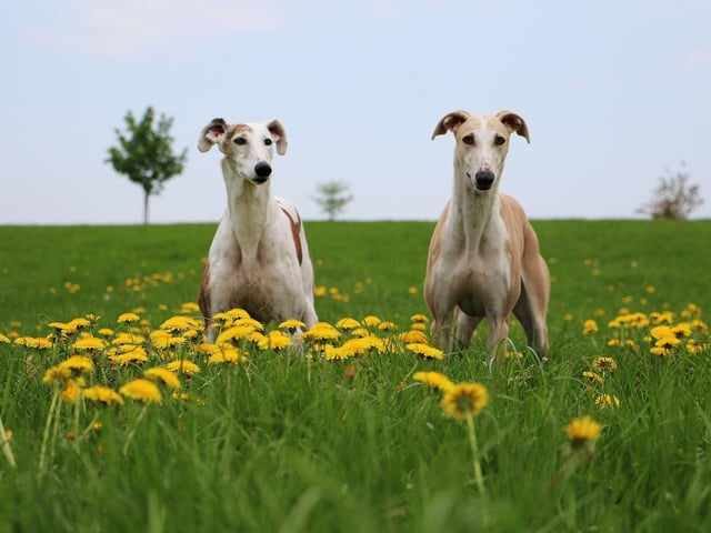 Unlike many breeds, the Greyhound doesn't have an undercoat - making them perfect pets for allegry sufferers but meaning they find it hard to regulate their body temperature. Due to this they must be housed indoors and it's a good idea to get them a jacket to wear for long winter walks.