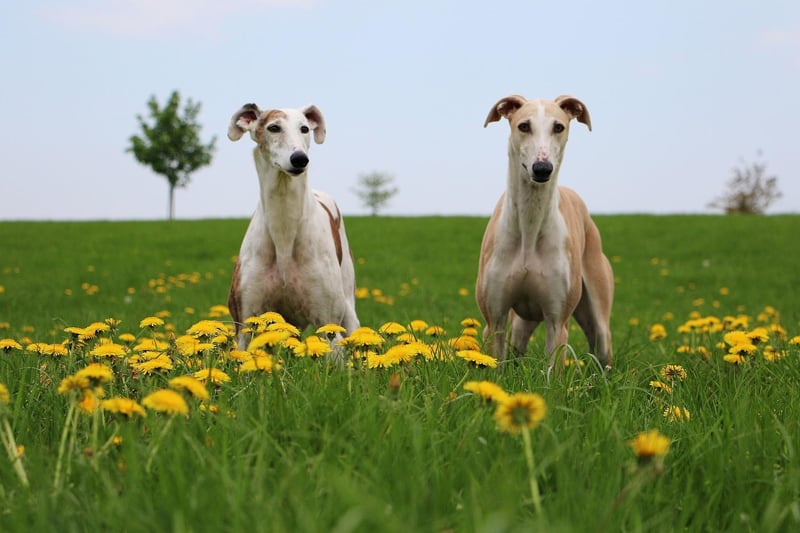 Unlike many breeds, the Greyhound doesn't have an undercoat - making them perfect pets for allegry sufferers but meaning they find it hard to regulate their body temperature. Due to this they must be housed indoors and it's a good idea to get them a jacket to wear for long winter walks.