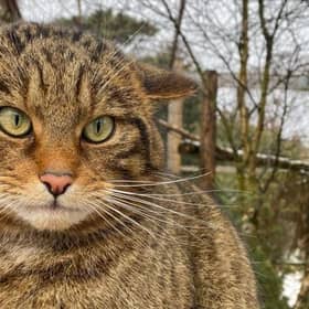 Scottish wildcat numbers have dropped so low that the species, Felis silvestris, has been declared 'functionally extinct' in the wild. Picture: RZSS/Saving Wildcats