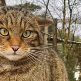 Scottish wildcat numbers have dropped so low that the species, Felis silvestris, has been declared 'functionally extinct' in the wild. Picture: RZSS/Saving Wildcats