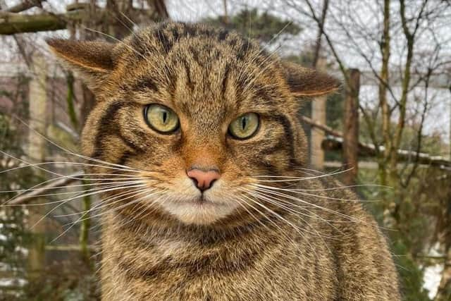 Scottish wildcat numbers have dropped so low that the species, Felis silvestris, has been declared 'functionally extinct' in the wild. Picture: RZSS/Saving Wildcats