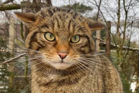 Scottish wildcat numbers have dropped so low that the species, Felis silvestris, has been declared 'functionally extinct' in the wild. Picture: RZSS/Saving Wildcats