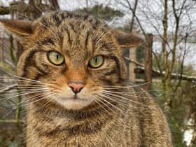 Scottish wildcat numbers have dropped so low that the species, Felis silvestris, has been declared 'functionally extinct' in the wild. Picture: RZSS/Saving Wildcats
