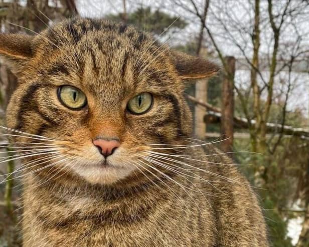 Scottish wildcat numbers have dropped so low that the species, Felis silvestris, has been declared 'functionally extinct' in the wild. Picture: RZSS/Saving Wildcats