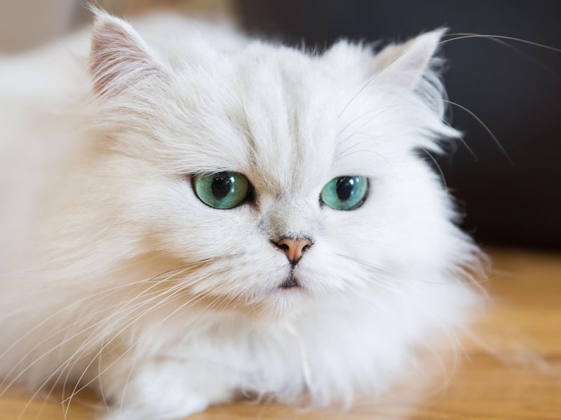 The first documented case of the Persian Cat's ancestors in Europe dates back to around 1620. Now the attractive long-haired cats with distinctive round faces are the UK's sixth favourite breed.