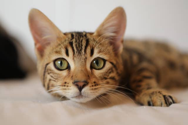Cats can cause damage to furniture