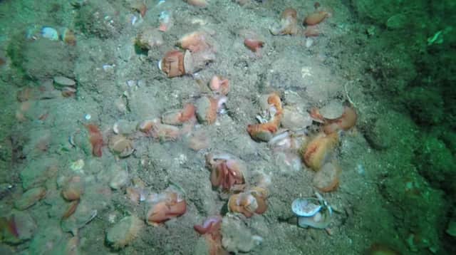 Emergency protection was put in place in Loch Carron, Wester Ross, after a scallop dredger destroyed a rare flame shell reef while legally fishing in 2017