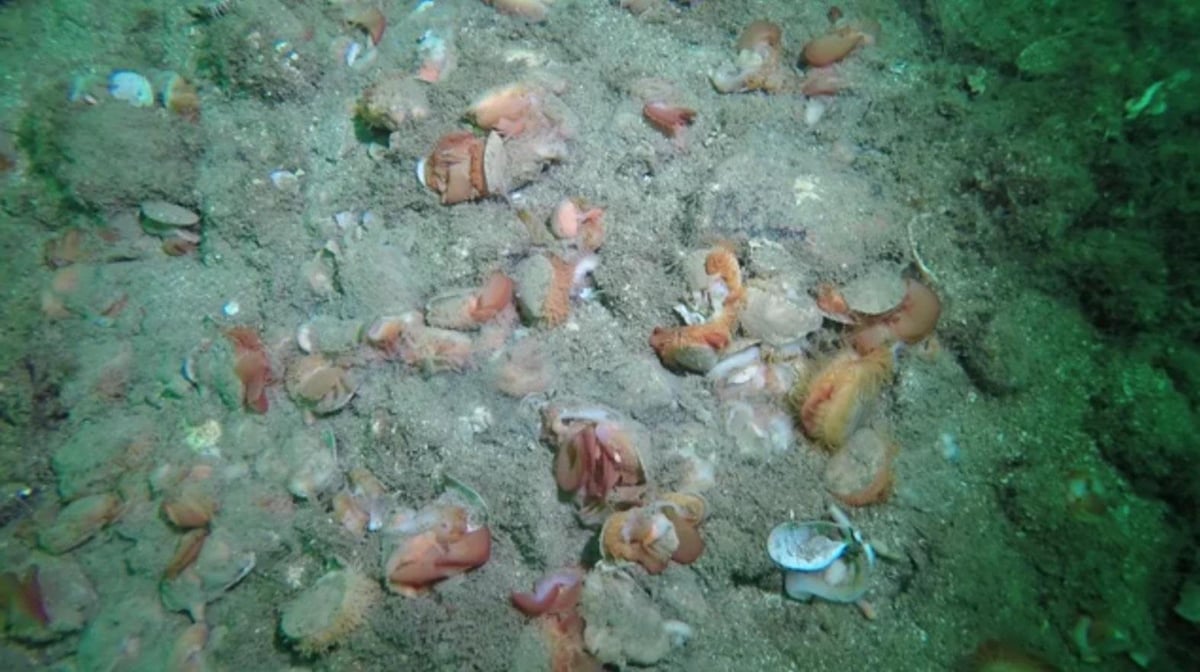 Petition Calls For More Limits on Trawling