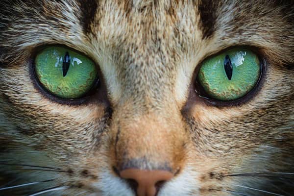 Here are 10 signs that show your cat loves you. Cr: Getty Images/Canva Pro