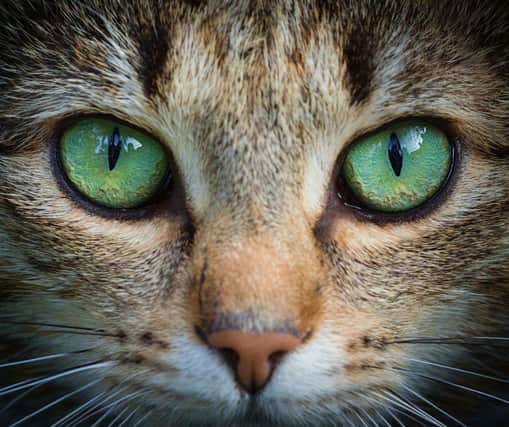 Here are 10 signs that show your cat loves you. Cr: Getty Images/Canva Pro
