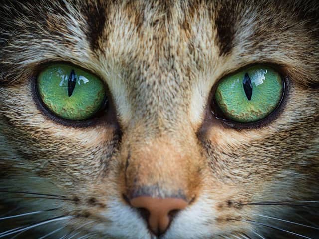 Here are 10 signs that show your cat loves you. Cr: Getty Images/Canva Pro