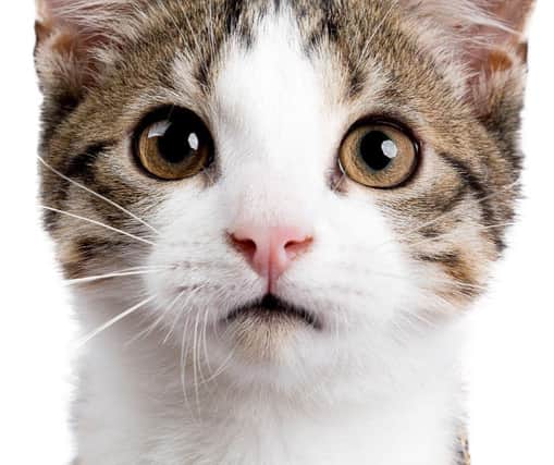 Here are 10 signs that show your cat loves you. Cr: Getty Images/Canva Pro