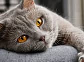 Here are the 10 signs to know if your cat loves you as much as you love them.