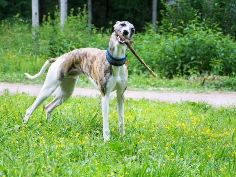 Whippets are a slightly strage mix of high and low energy. They need a really good run every day - a large enclosed space is a must - and can reach speeds of up to 35 miles per hour. Once they are exercised though, they turn into complete couch potatos for the rest of the day.