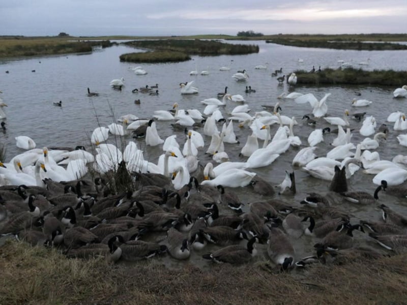 The Caerlaverock national nature reserve covers mudflats and shoreline across the Solway Firth which is close to Dumfries. According to the ‘latest sightings’ page of their website they have recently enjoyed Hirundines e.g., swallows and sand martins.