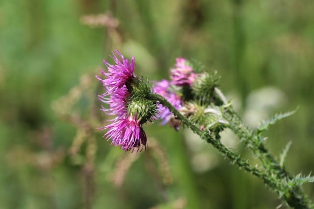 The spear thistle is a noxious weed in the UK and it is currently illegal to allow it to grow in your garden. The plant has spiky leaves and purple flowers and can spread quickly, causing harm to crops and other vegetation. If discovered, the fines for it can cost up to £2,500.