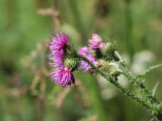 The spear thistle is a noxious weed in the UK and it is currently illegal to allow it to grow in your garden. The plant has spiky leaves and purple flowers and can spread quickly, causing harm to crops and other vegetation. If discovered, the fines for it can cost up to £2,500.
