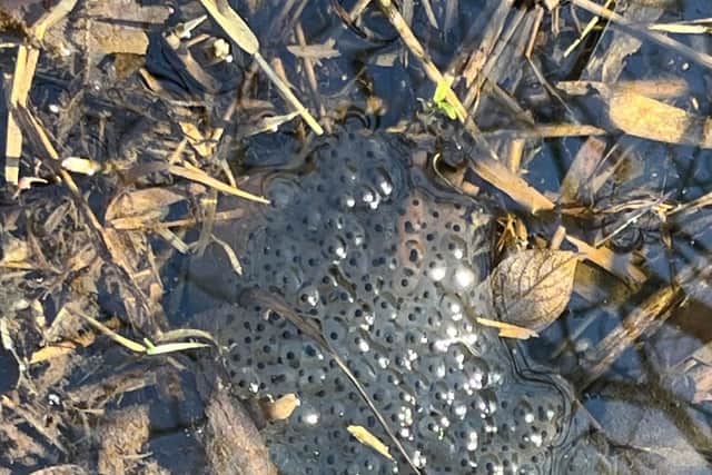 Frogspawn: observe it in its natural environment, RSPCA says.
